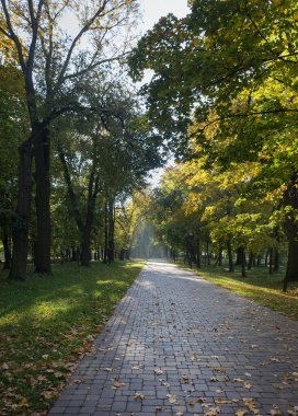Yazın parkta yürüyüş yolu.