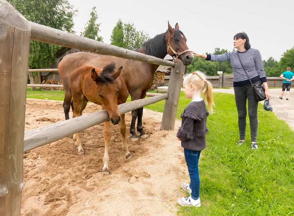 Liten flicka nära häst och andra djur — Stockfoto