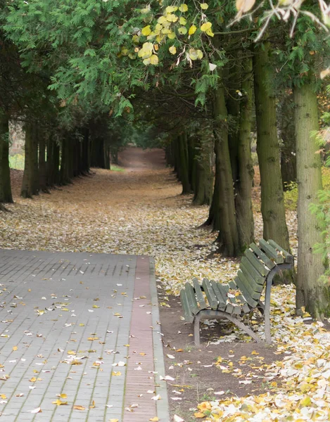 Paseo en el parque en el verano — Foto de Stock