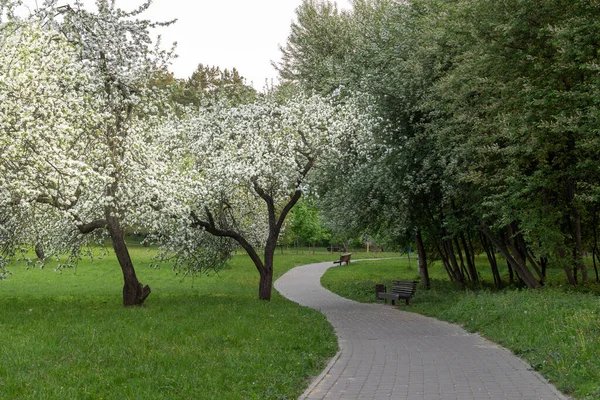 Parque de recreo con sendero y linterna y árboles — Foto de Stock