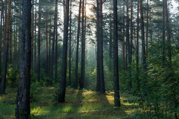 Old green forest and sunbeams Royalty Free Stock Photos