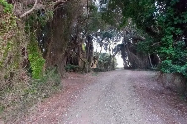 Zandweg bergop door grote struiken van struiken en bomen — Stockfoto