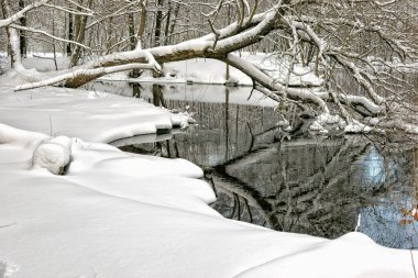  Kışın kardaki ağaçlar bir çayırda ve nehir boyunca