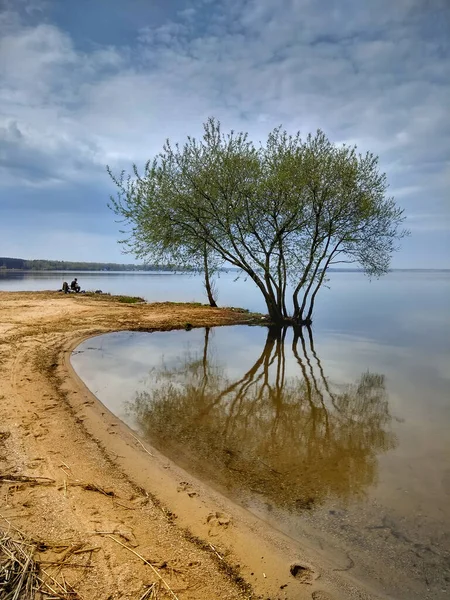 Árbol en la playa de un gran lago se refleja en el agua — Foto de Stock