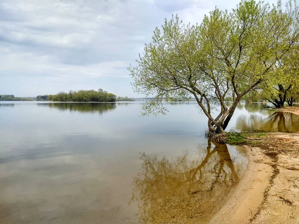 Дерево на пляже большого озера отражается в воде — стоковое фото