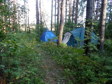 Doğada bir çam ormanına çadırlar kurulur.