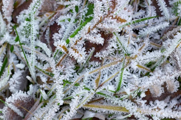 Трава и листья на земле покрыты морозом — стоковое фото