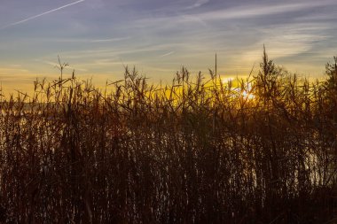 Güneş ışığı ve kamışlarla gölün kıyısında gün doğuyor.