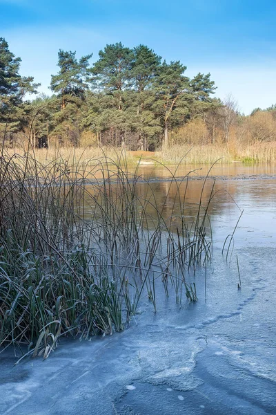 Деревья на берегу озера, покрытого прозрачным льдом — стоковое фото