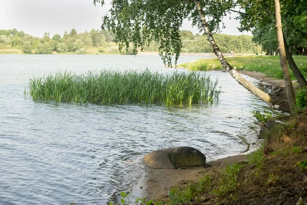 Пейзаж на озере с деревьями и камышами, камнями — стоковое фото