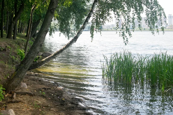 Краєвид на озері з деревами і очеретом, камінням і видом на місто — стокове фото