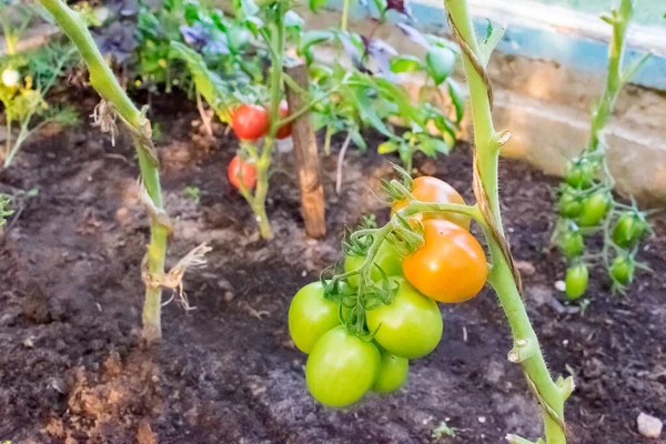 Kumpulan tomat tumbuh di rumah kaca — Stok Foto