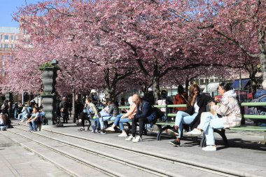 Stockholm, İsveç - 19 Nisan 2021: İnsanlar Kungstradgarden halk parkındaki çiçek açan Japon kiraz ağaçlarının yanında oturuyorlar.