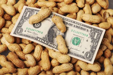 Fıstık yatağının üstüne bir dolar..