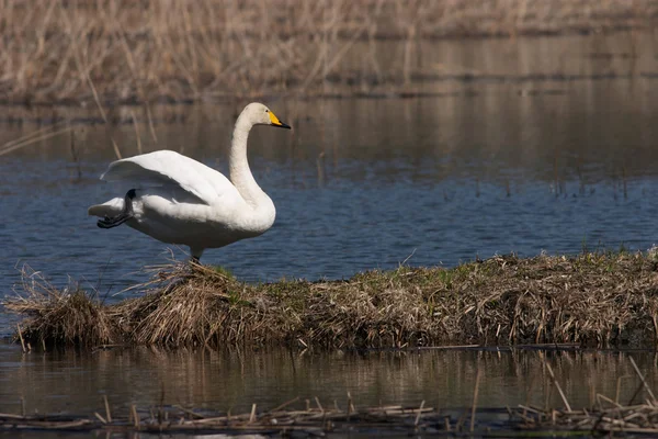 Whooper in piedi su una gamba — Foto Stock