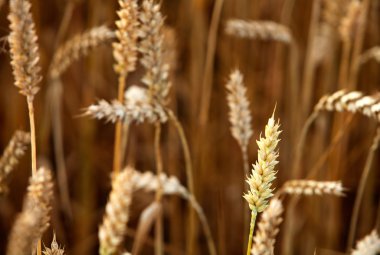 Buğday (Triticum soğanı)