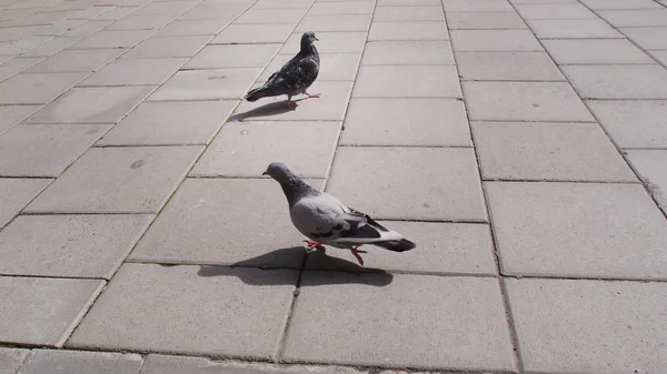 Pigeons together — Stock Photo, Image