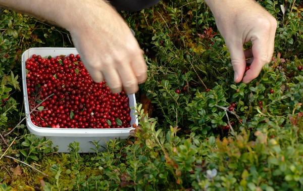 Picking lingonberries — Stock Photo, Image