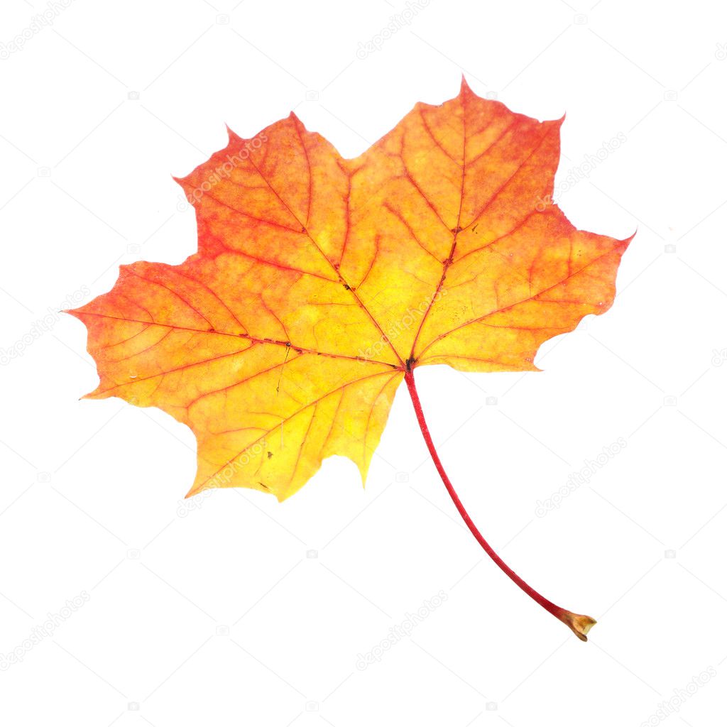 Yellow Maple leaf