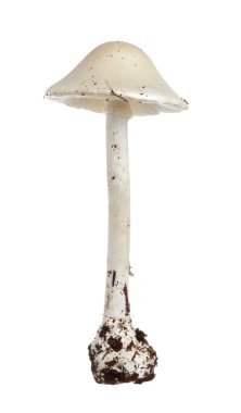 Avrupa destroying angel (Amanita virosa)