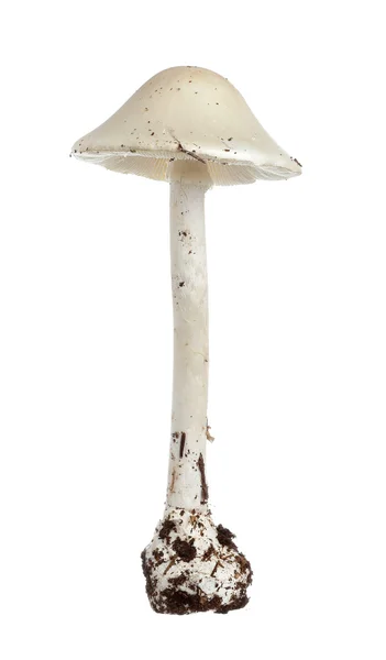 Avrupa destroying angel (Amanita virosa)