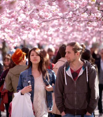 Bossoming Japon kiraz ağaçları