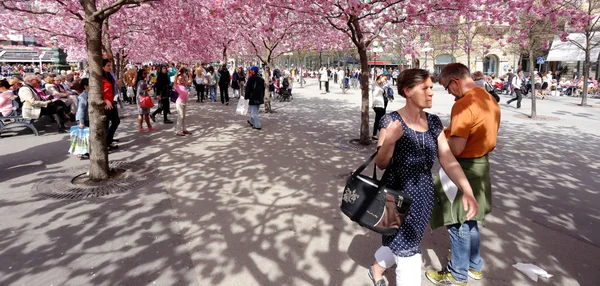 Frühling im kungstradgarden — Stockfoto