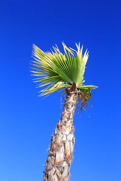 Palmboom — Stockfoto