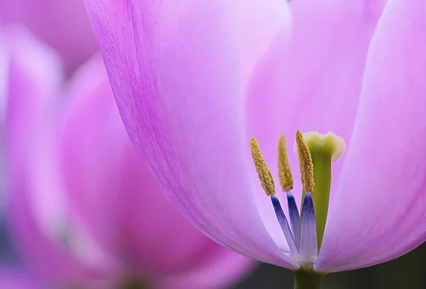 Ροζ tulip — Φωτογραφία Αρχείου