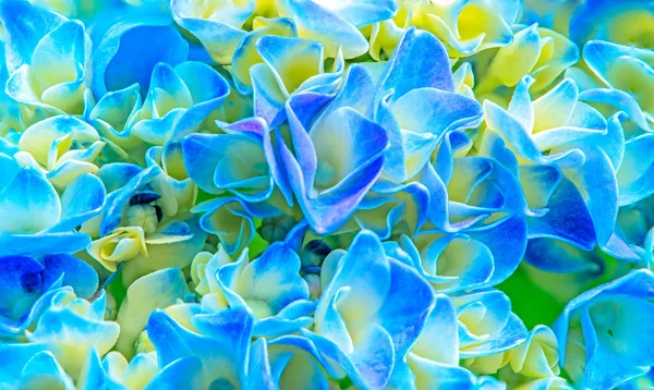 Hydrangea — Stock Photo, Image