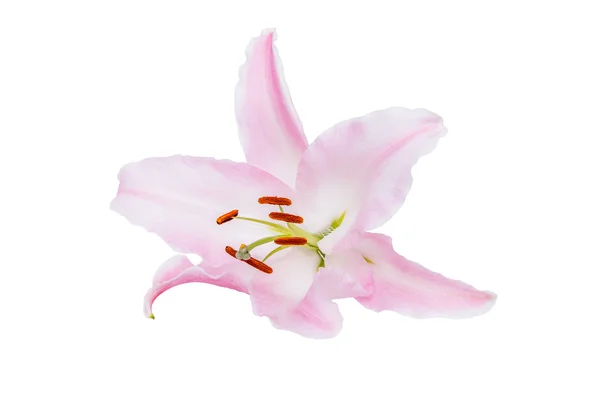 Lilium Candidum — Stock Photo, Image