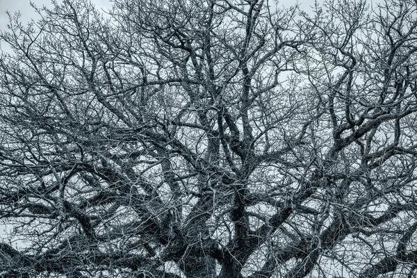 Árbol seco — Foto de Stock