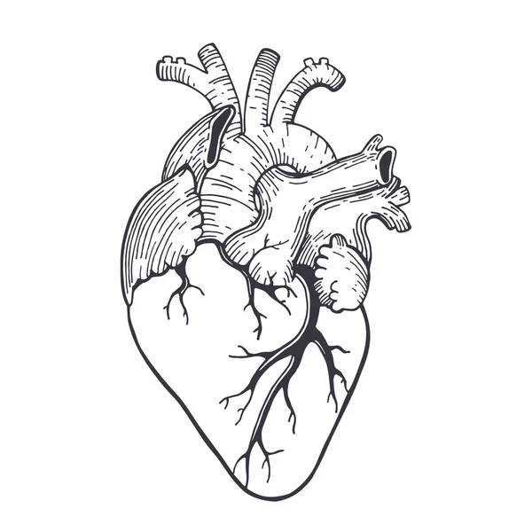 Corazon realista dibujo imágenes de stock de arte vectorial | Depositphotos Corazon realista dibujo imágenes de stock de arte vectorial | Depositphotos