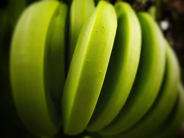Manojo Plátanos Verdes Inmaduros —  Fotos de Stock