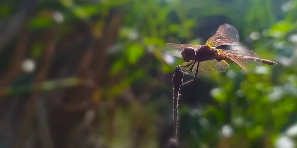 Dragonfly Sitter Vertikal Spets Fångas Morgon Solljus Frodiga Gröna Blad — Stockfoto