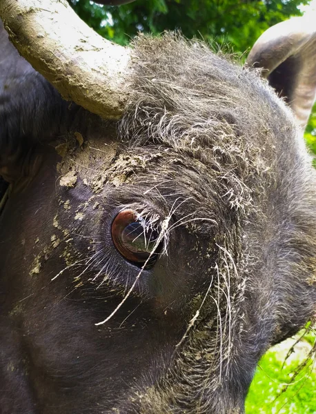 Close Van Rood Groot Oog Van Harige Buffel — Stockfoto