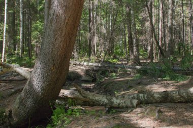 Ural. Şeytanın Tepesi. Orman