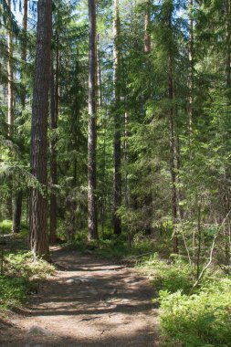 Ural. Şeytanın Tepesi. Orman
