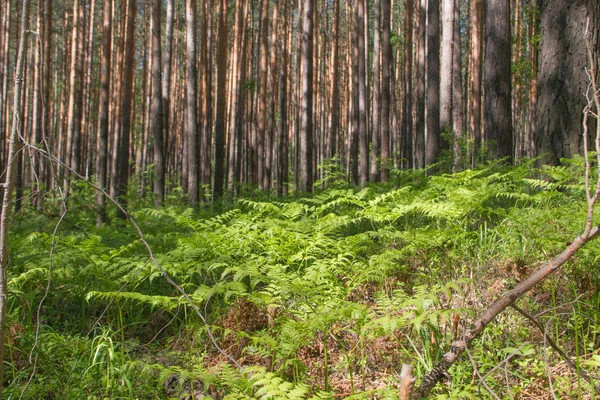 Ural Fuerte Del Diablo Bosque — Foto de Stock