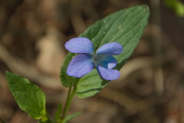 Ural. Şeytanın Tepesi. Çiçekler.