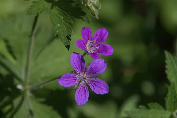 Ural Devil Hillfort Flowers — Stock Photo, Image