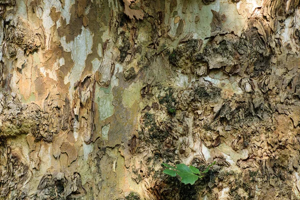 Tree trunk bark texture (camouflaged).