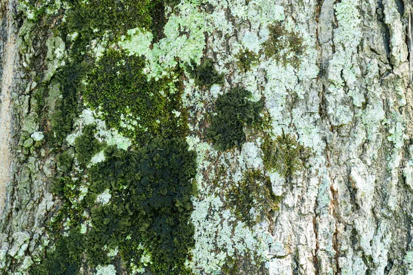 Textura Del Tronco Del Árbol Con Limo Verde Púrpura Ipe — Foto de Stock