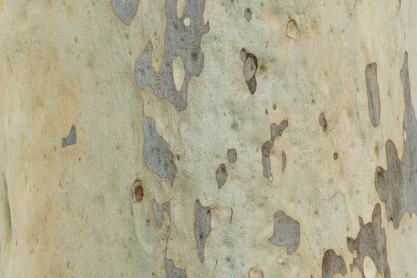 Textura Tronco Árvore Eucalipto Gigante — Fotografia de Stock