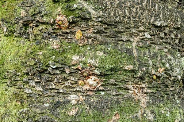 Konsystencja Pnia Drzewa Zielonym Śluzem Małymi Kiełkami — Zdjęcie stockowe