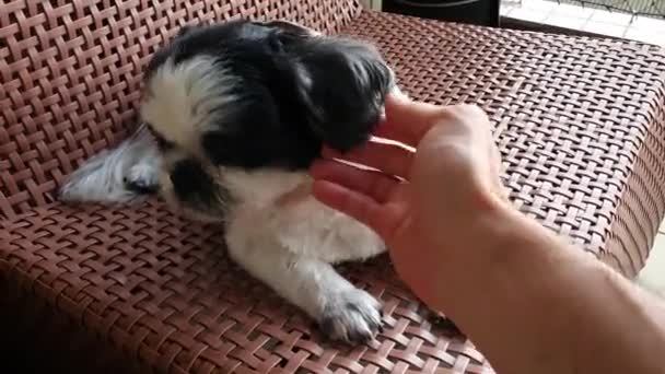 Shih Tzu Cinsi Köpek Kısa Paltolu Sandalyede Dinleniyor — Stok video