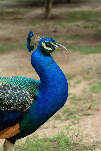Blue Peacock Side Face Showing Beauty Its Crest Neck Feathers — Stock Photo, Image
