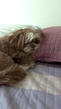 4 yaşındaki Shih Tzu yatakta, şefkat görüyor ve acınası bir şekilde dikey görünüyor..