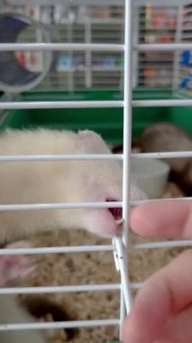 Kafesin içinde bir dağ gelinciği oynuyor ve insan elini ısırıyor..