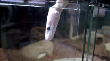 Güzel siyah gözlerini gösteren bir piton pitonunun yakın çekimi.